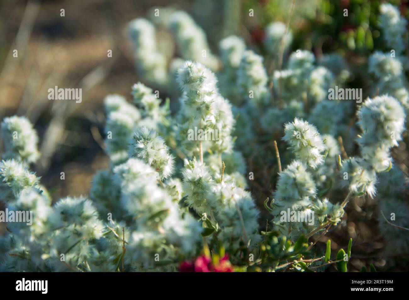 There were many wildflowers in the Owens Valley of California after a wet winter. Stock Photo