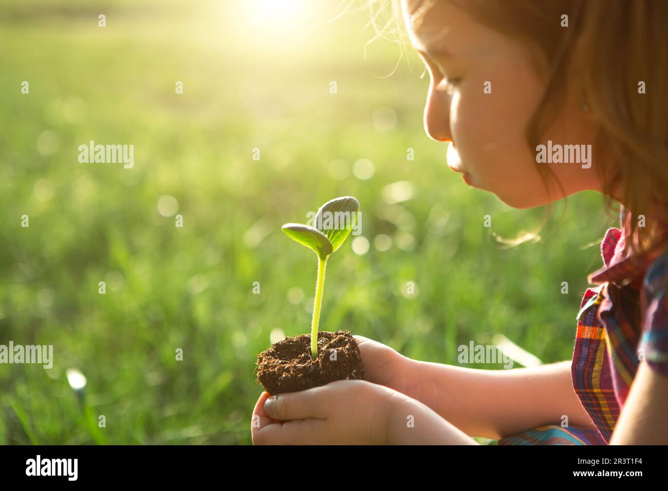 Young green sprout in the hands of a child in the light of the sun on a background of green