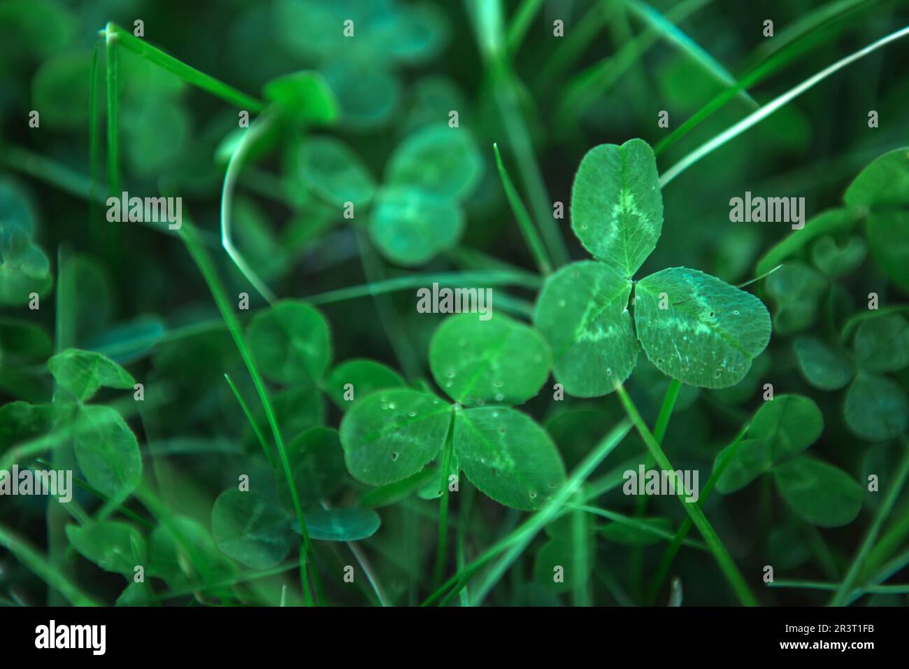 Green 4 leaf clover hi-res stock photography and images - Alamy