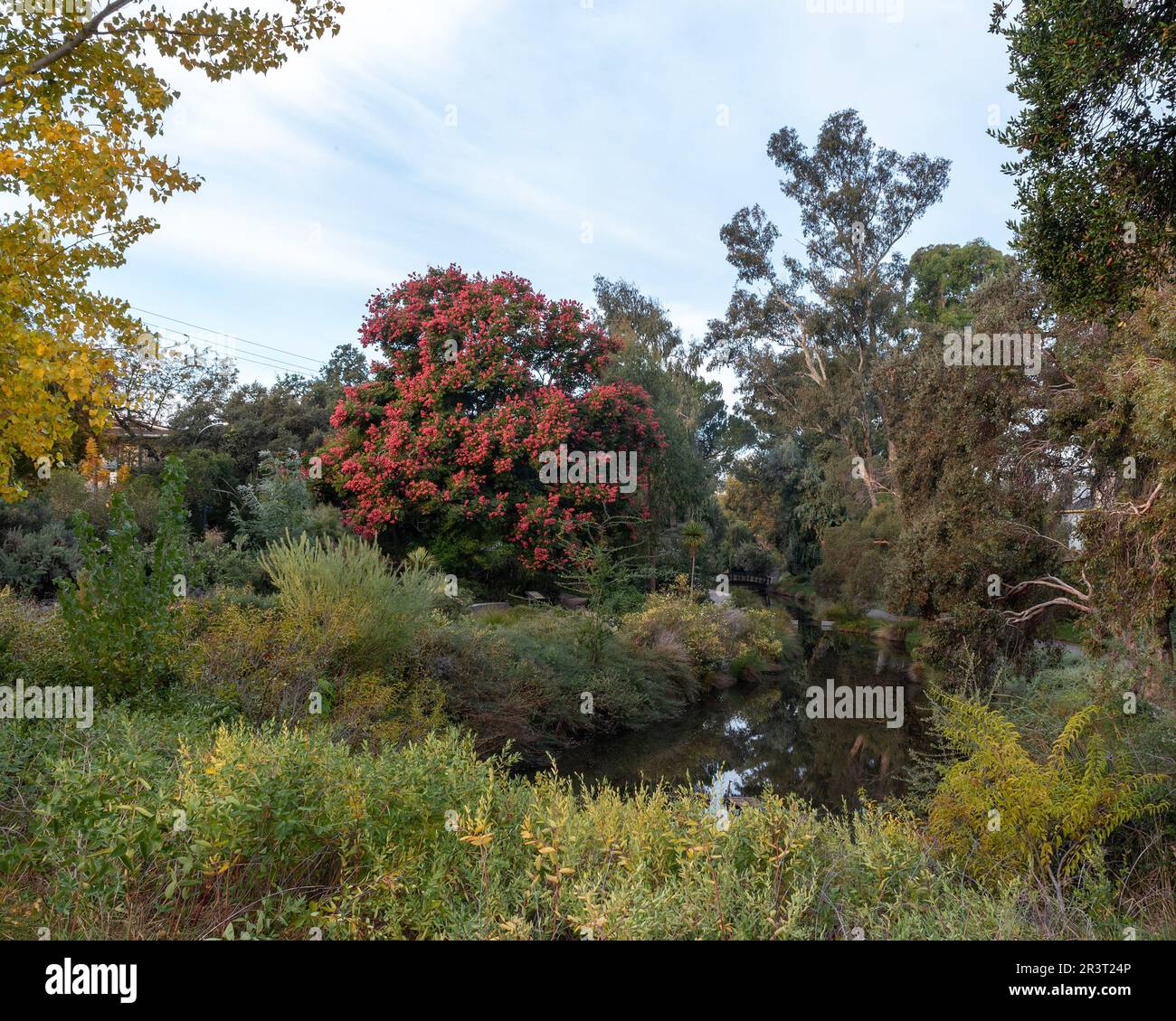 Fall colors at the east end of the UC Davis arboretum over the Spafford Lake Stock Photo