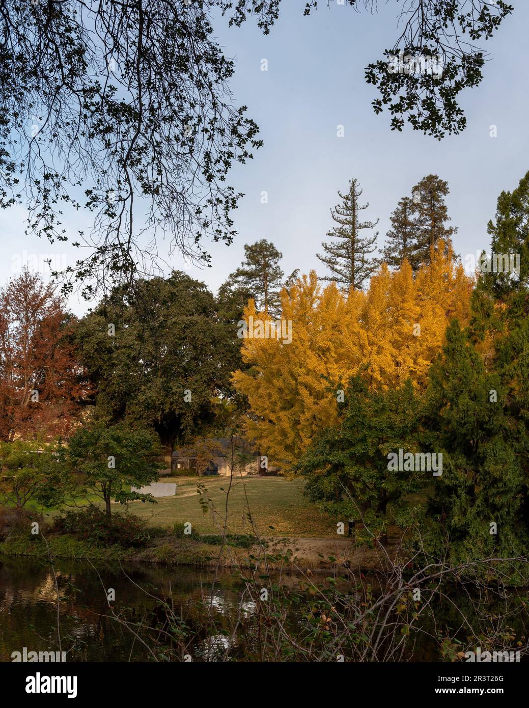 Ginkgo tree in the Autumn at the UC Davis arboretum, CA, USA Stock Photo