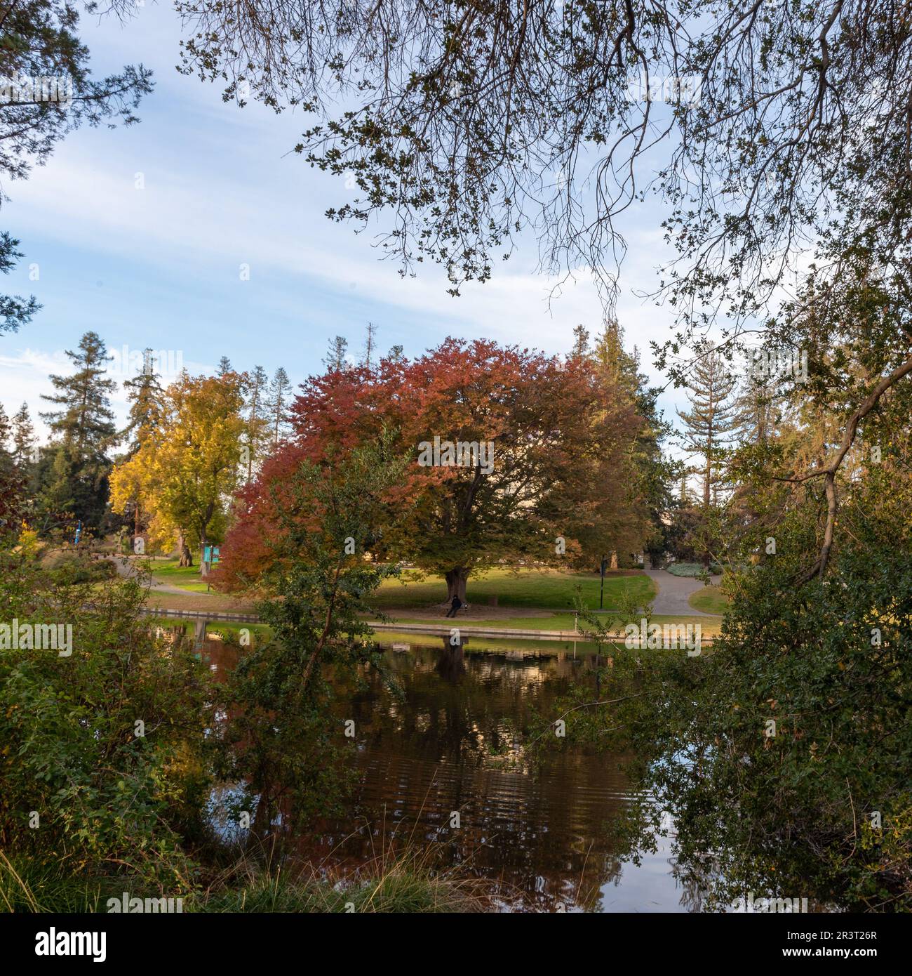 Fall colors at the middle of the UC Davis arboretum over the Spafford Lake Stock Photo