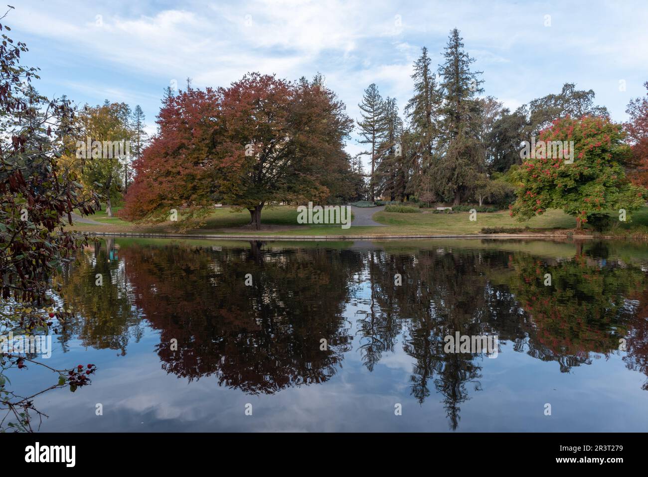 Fall colors at the middle of the UC Davis arboretum over the Spafford Lake featuring trees reflected on Spafford Lake Stock Photo