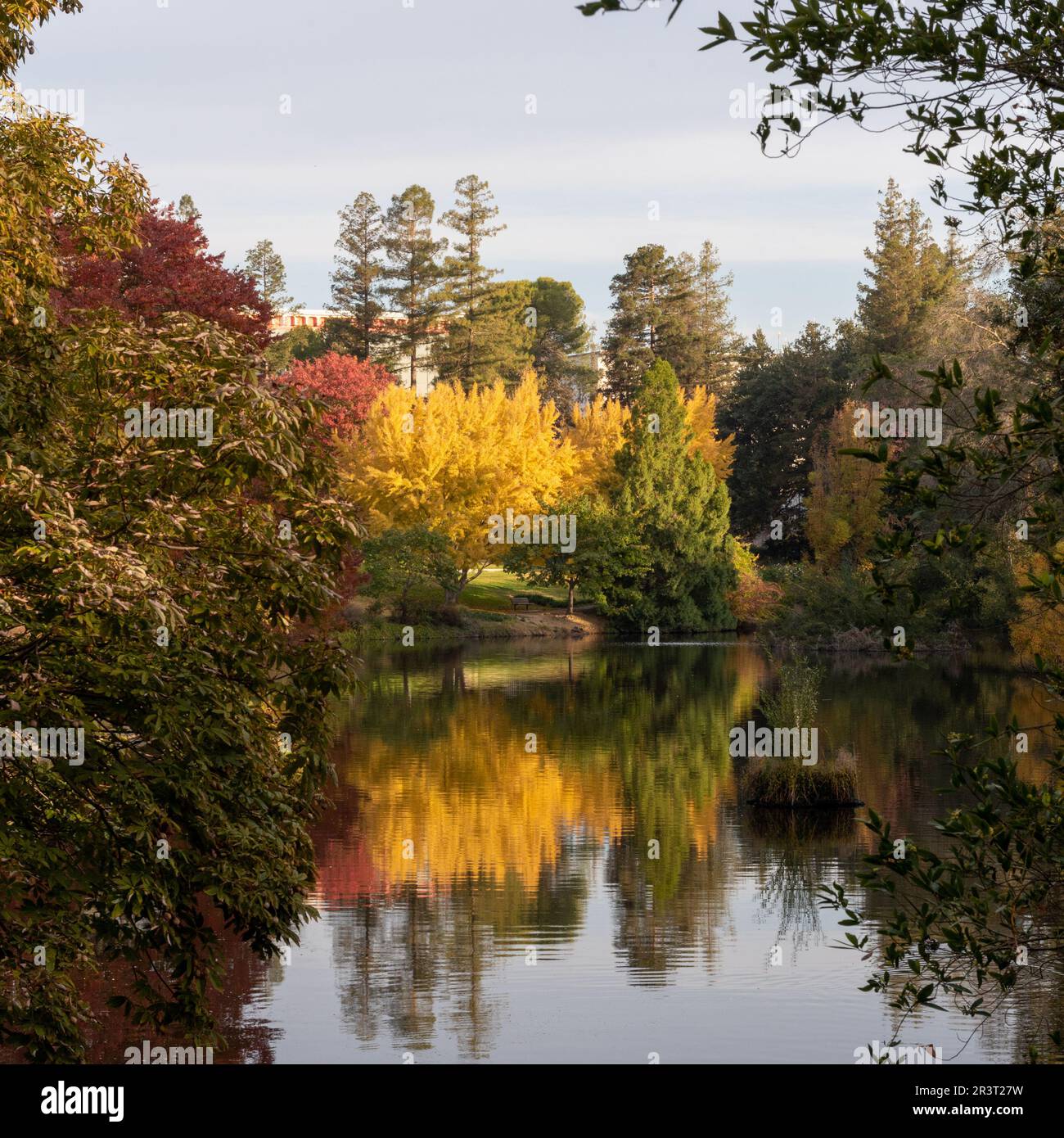 Falll colors surrounding Lake Spafford of the UC Davis arboretum Stock Photo