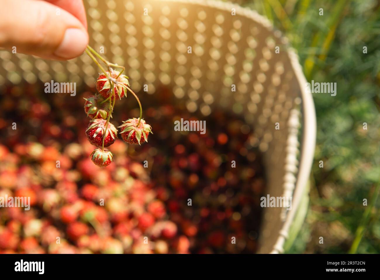 Fresh ripe red berries of wild forest strawberries in a basket behind the grass. Gifts of nature, summer vitamins, berry picking Stock Photo