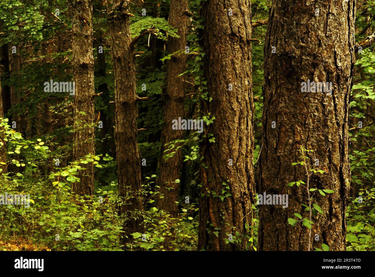 Bosque mineral hi-res stock photography and images - Alamy
