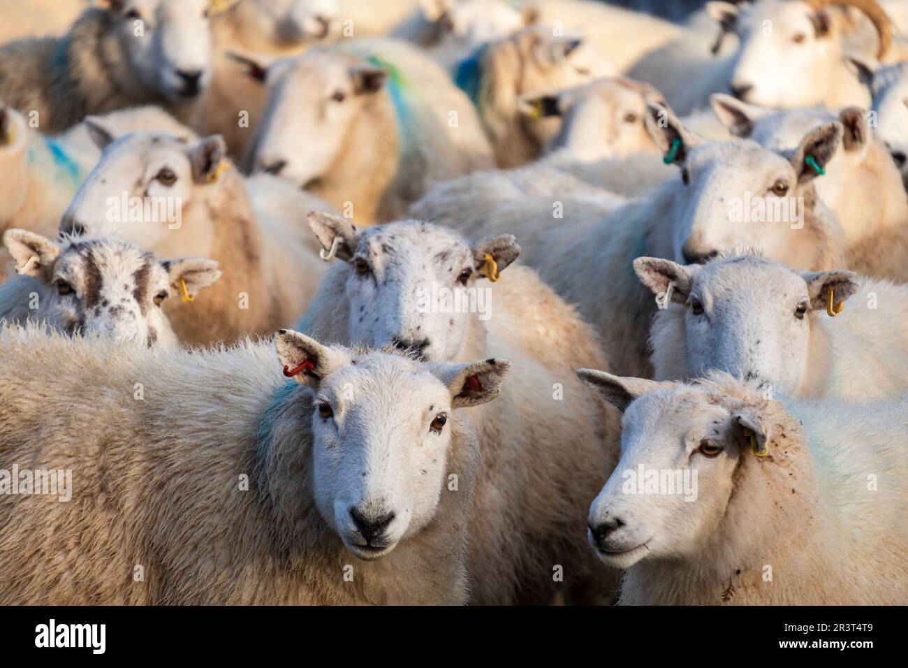 rebaño de ovejas, Skinidin, Loch Erghallan, isla de Skye, Highlands, Escocia, Reino Unido. Stock Photo