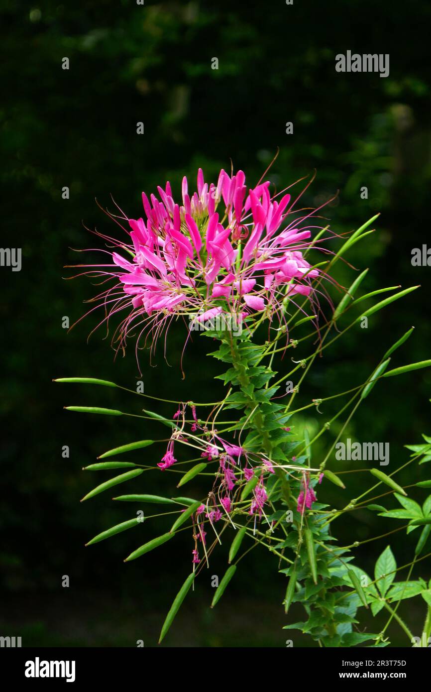 Spider Flower Stock Photo