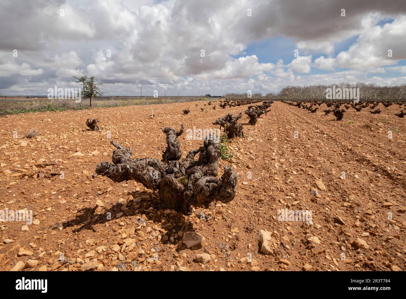 viña, Campo de Criptana, provincia de Ciudad Real, Castilla-La Mancha, Spain. Stock Photo