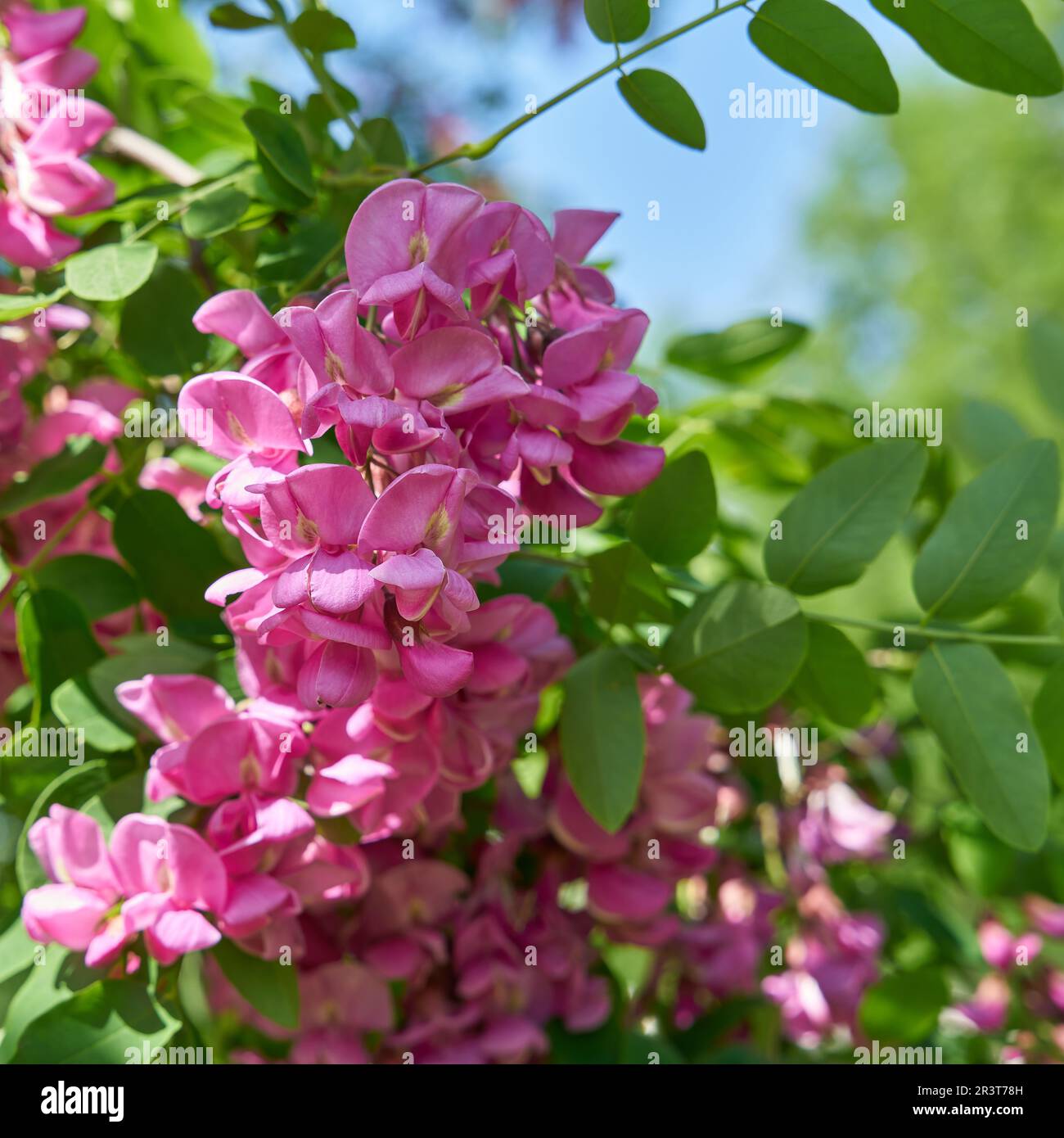 Pink flowering robinia Robinia margaretta Casque Rouge in a public park near Berlin in springtime Stock Photo