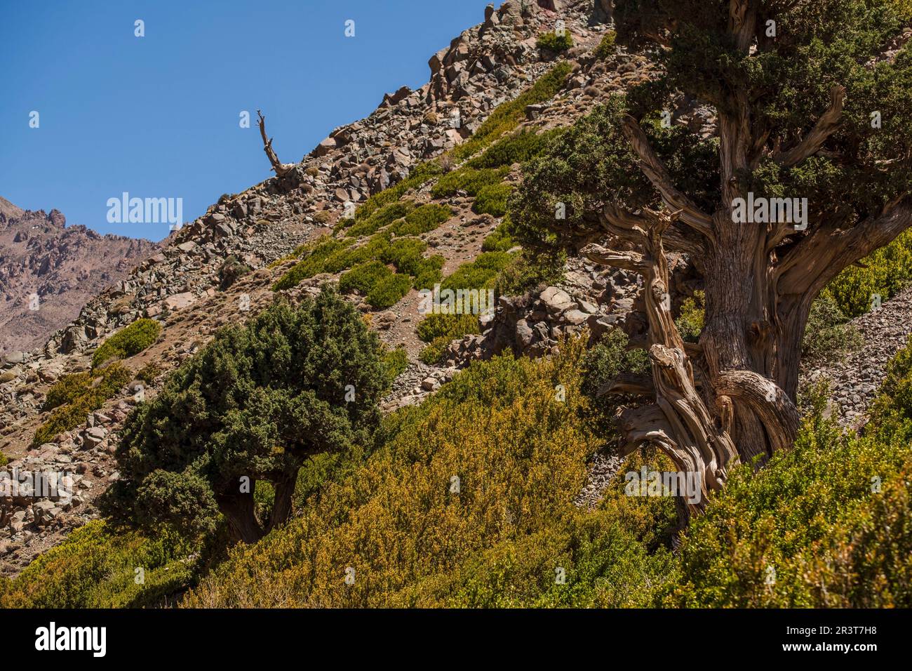 juniper from the Atlas, Juniperus thurifera, Azib Ikkis, Atlas mountain range, morocco, africa. Stock Photo