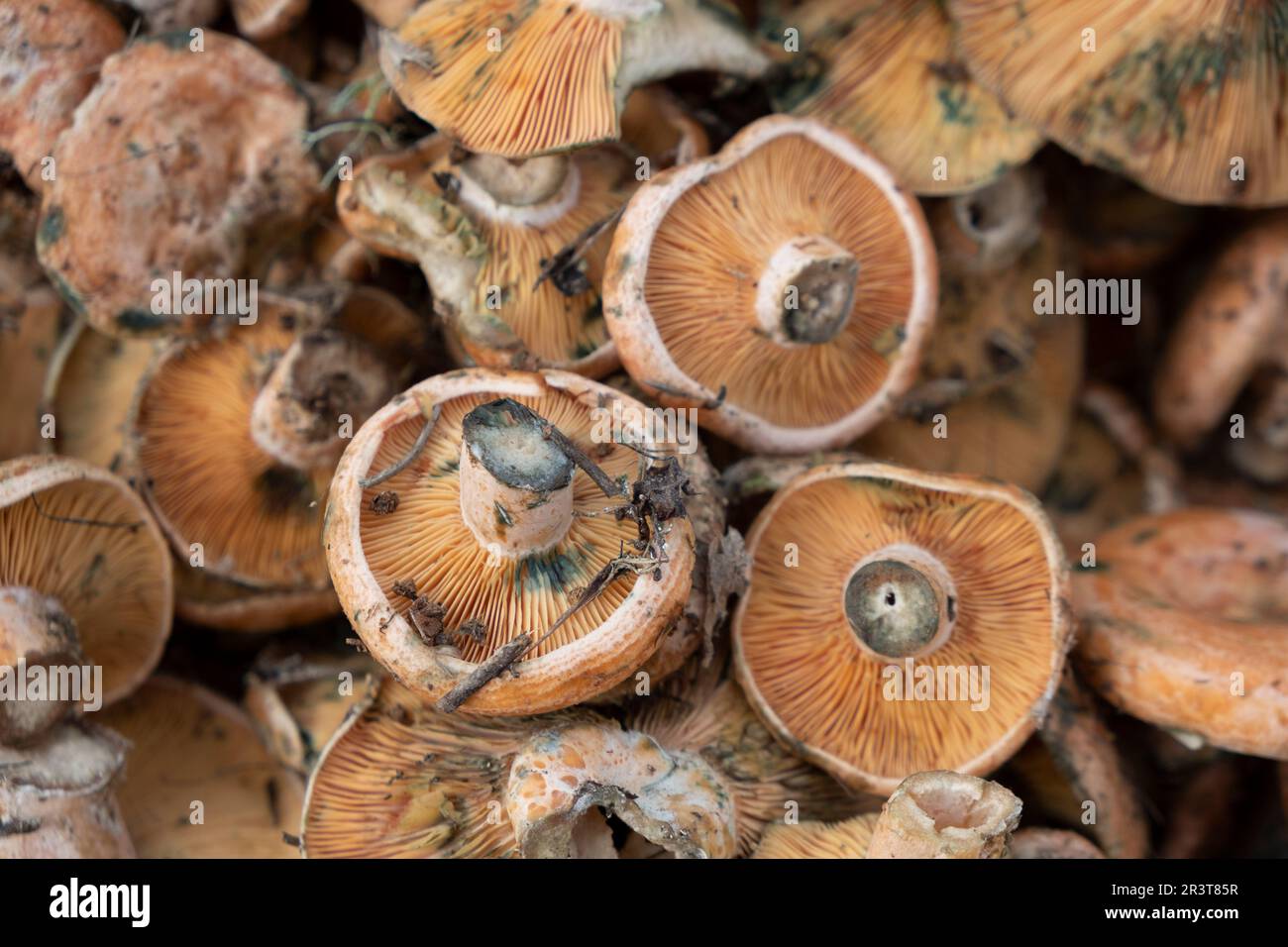 edible mushroom of variety Esclata-Sang, Lactarius sanguifluus, Mallorca, Balearic Islands, Spain. Stock Photo
