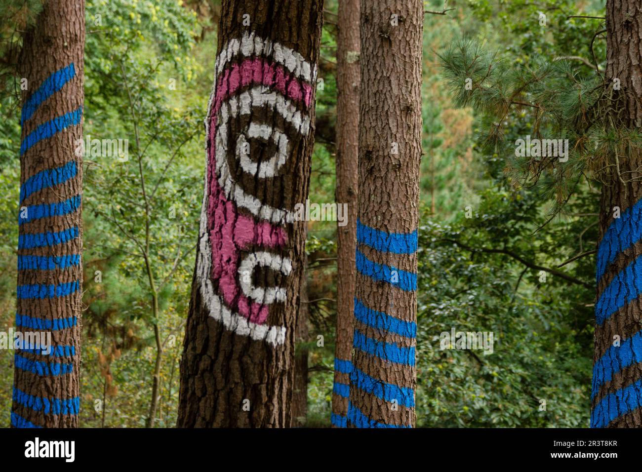 Troncos de árboles azules hi-res stock photography and images - Alamy