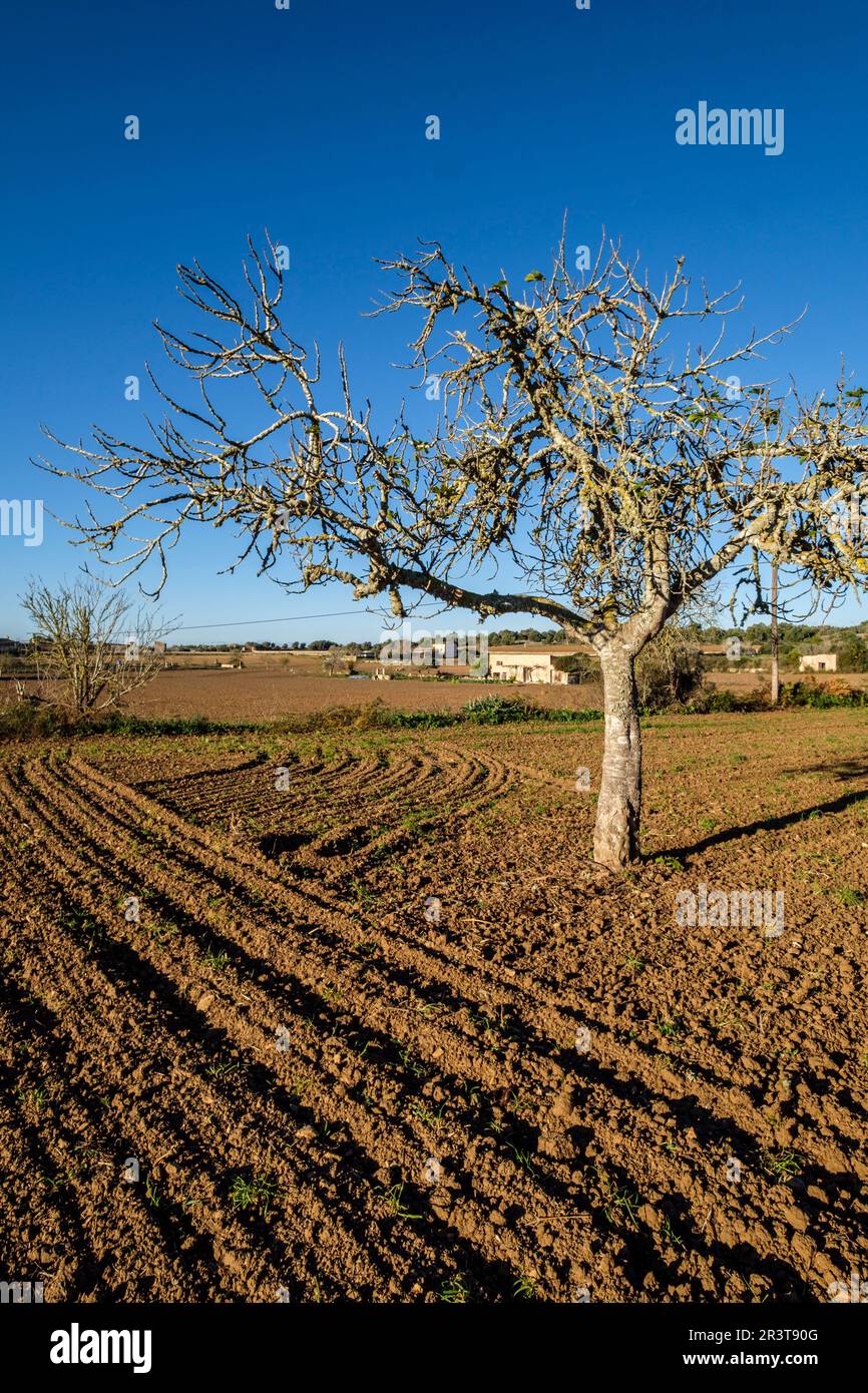 plowed field, Lloret de Vista Alegre, Mallorca, Balearic Islands, Spain. Stock Photo