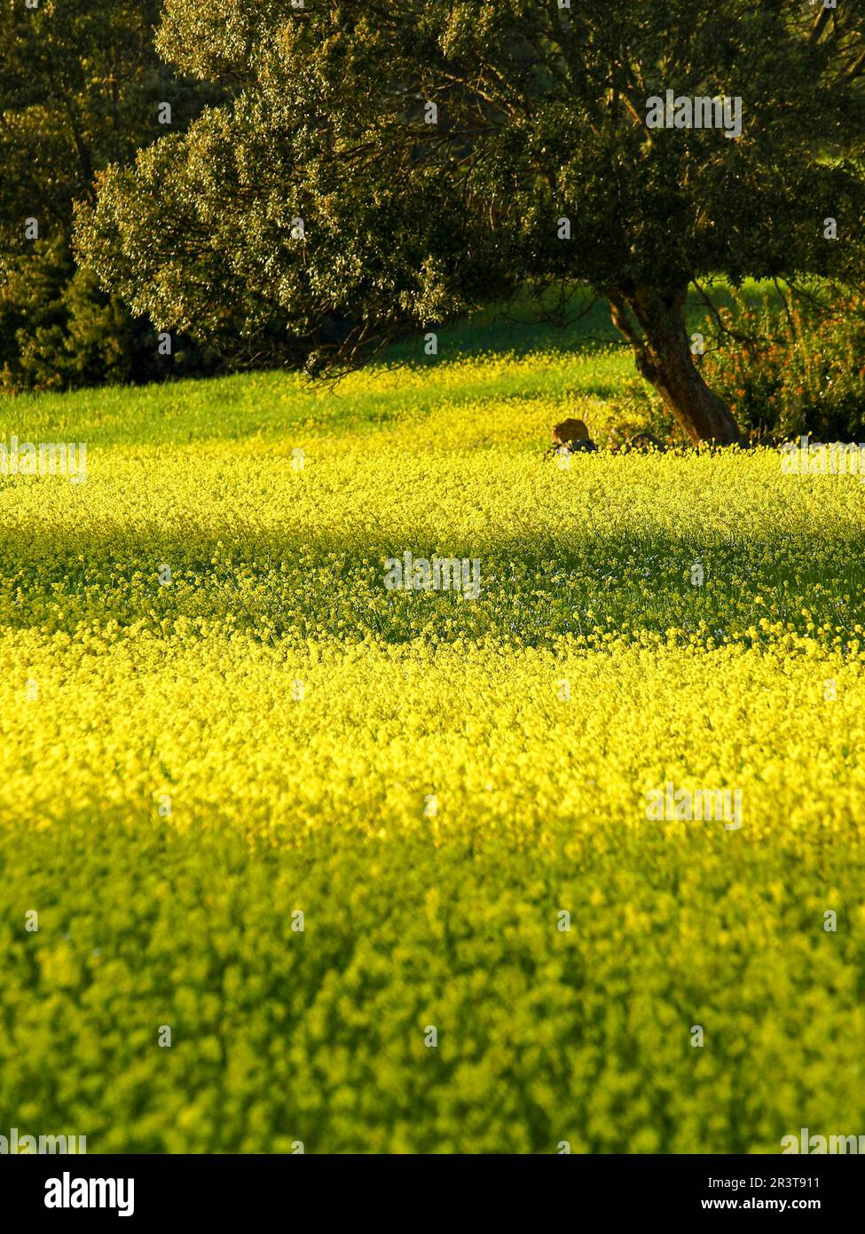 Cultivo de forraje hi-res stock photography and images - Alamy