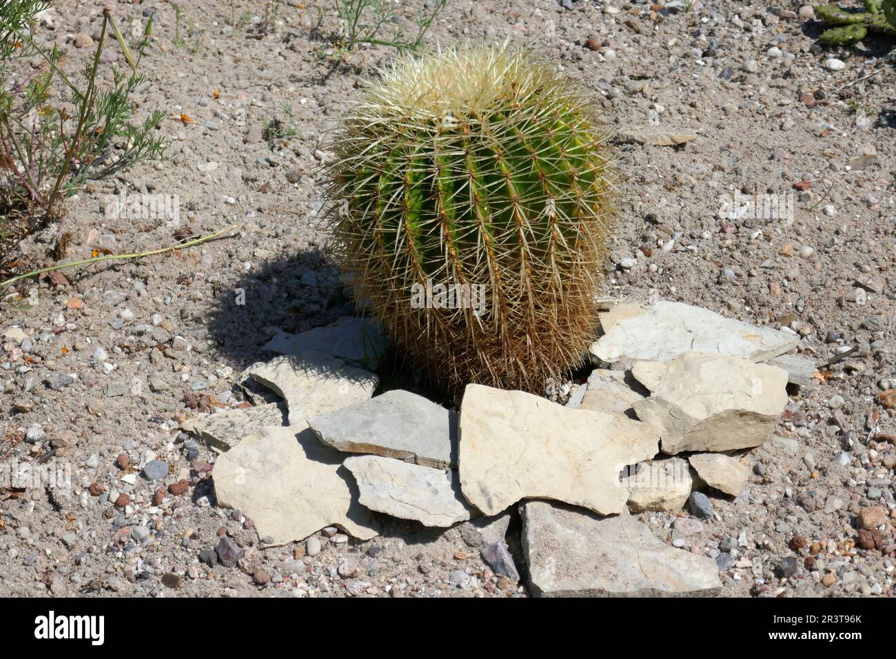 Gold ball cactus Stock Photo