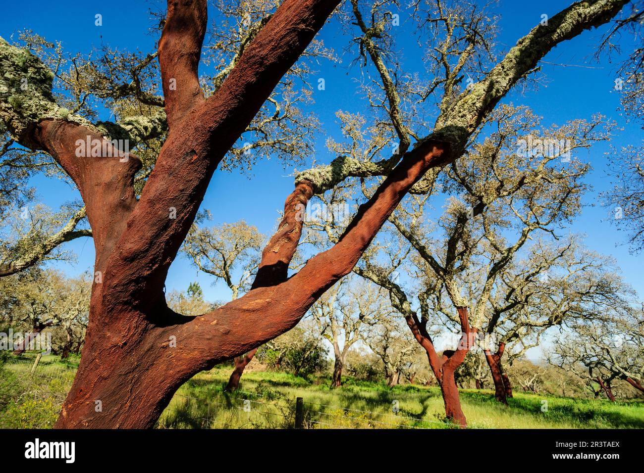 alcornoques descorchados,Quercus suber,Os Almendres, distrito de Evora, Alentejo, Portugal, europa. Stock Photo