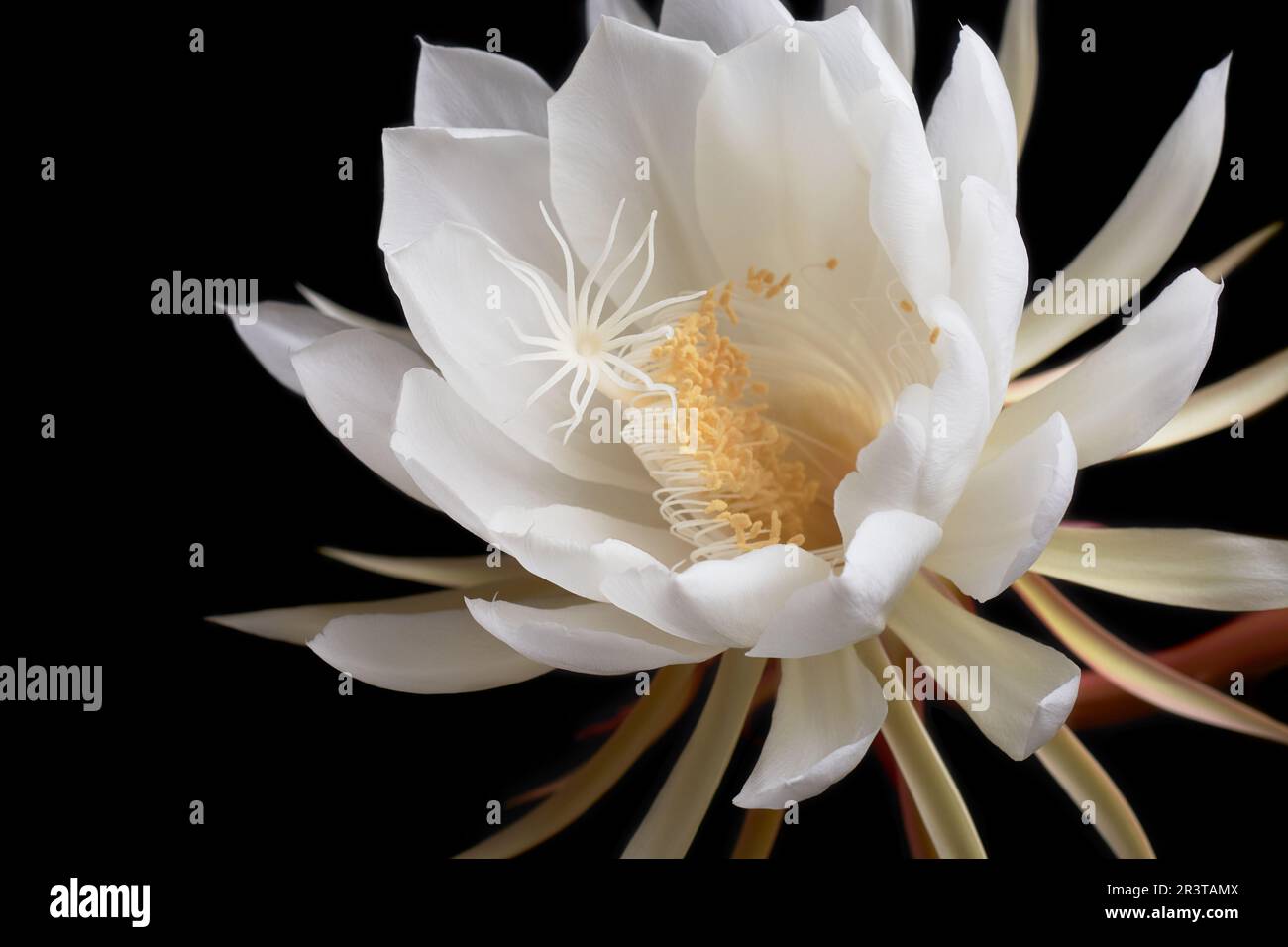 fully bloomed nightblooming cereus flower isolated on black background