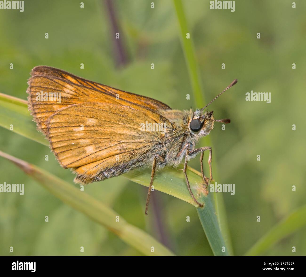 Rusty Dickwing Butterfly 'Ochlodes sylvanus Stock Photo