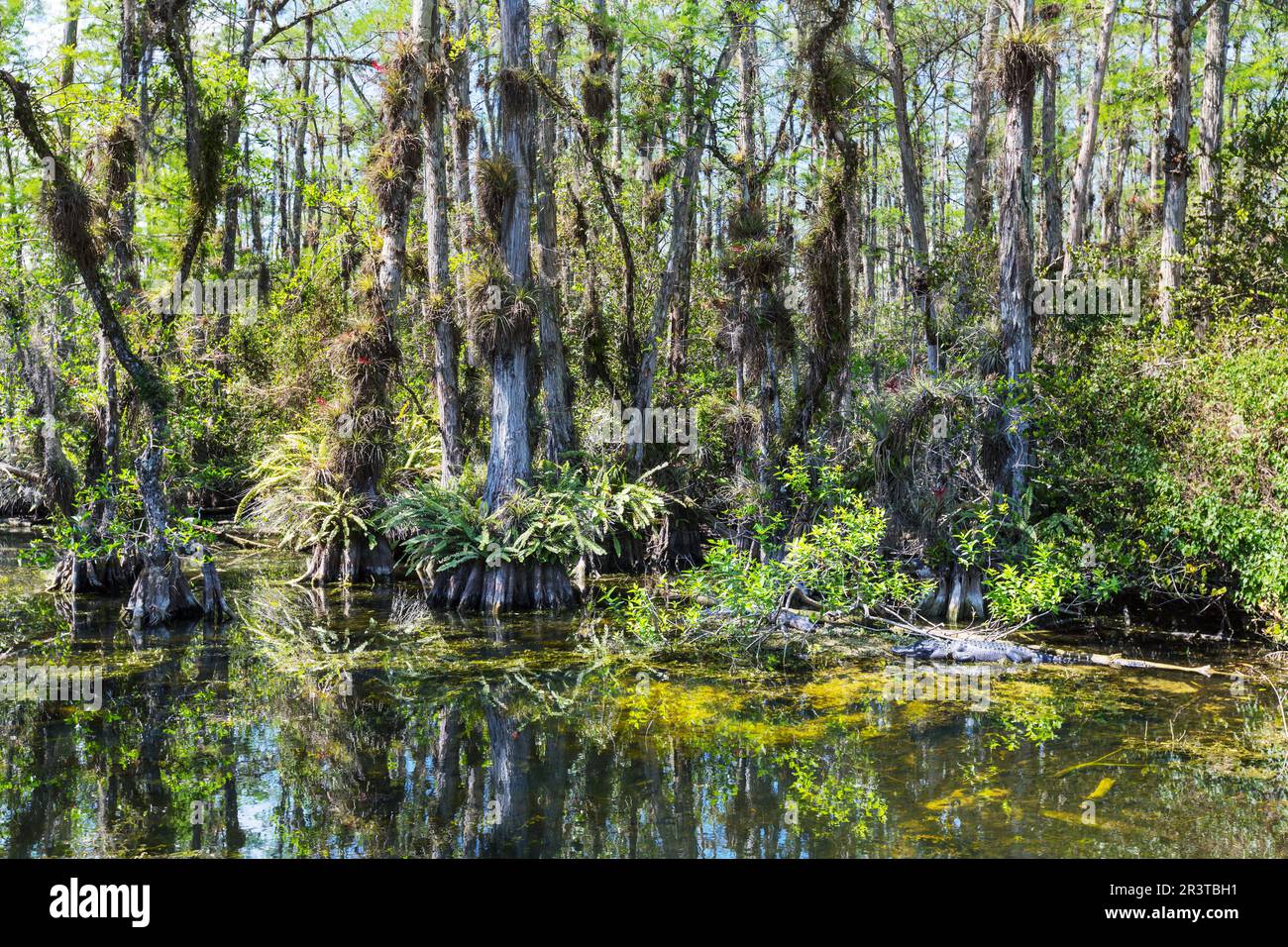 Bald Cypress Trees reflecting in the water in a florida swamp on a warm