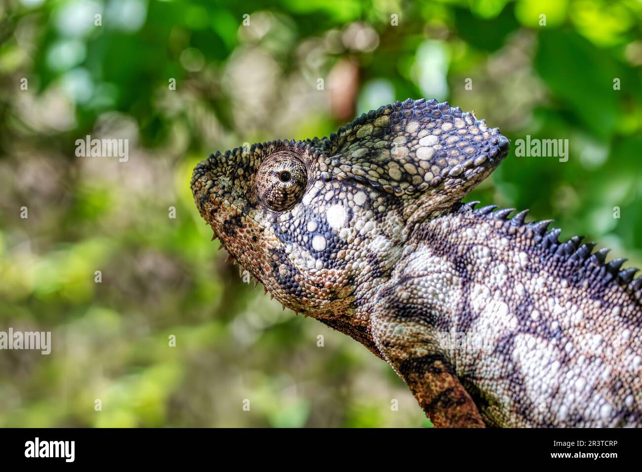Oustalet's chameleon, Furcifer oustaleti, Isalo National Park, Madagascar wildlife Stock Photo