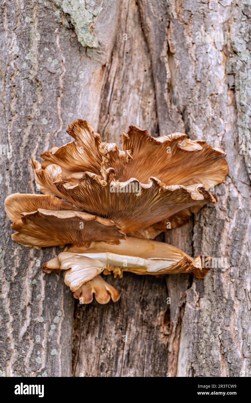 Oyster mushroom Stock Photo