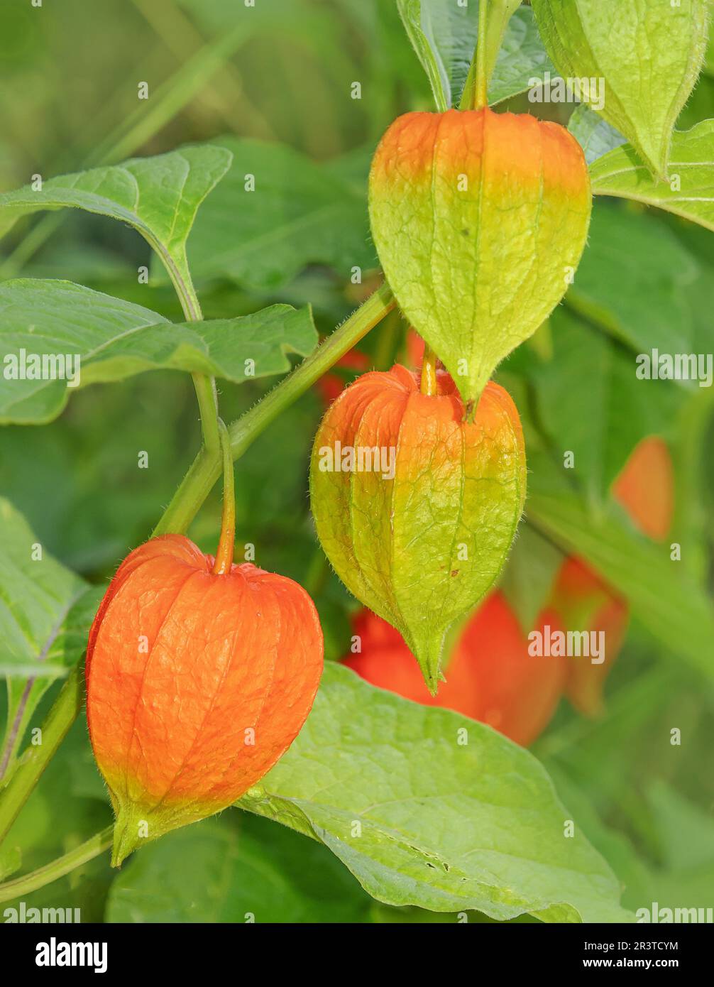 Lampionblume 'Physalis alkekengi' Stock Photo