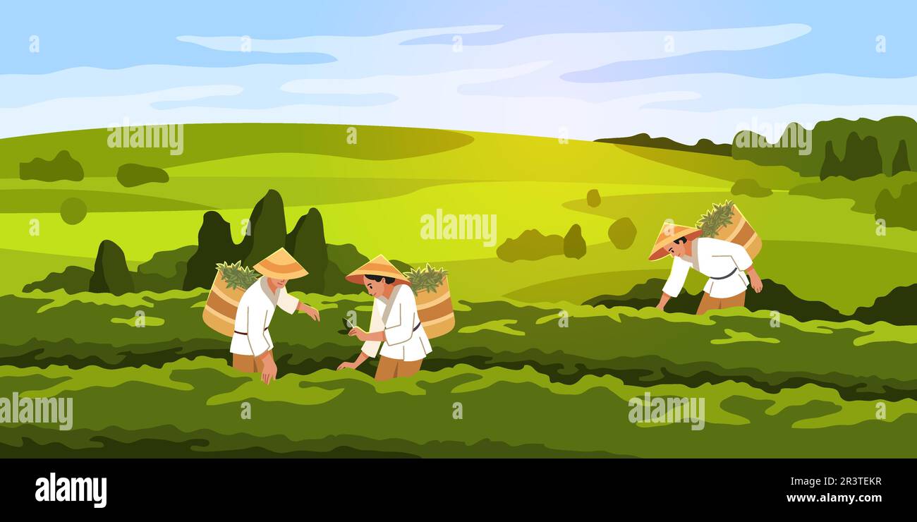 Tea pickers. People in vietnamese hats on green plantation collect leaves in large baskets, hot drink raw materials. Green horizontal landscape Stock Vector