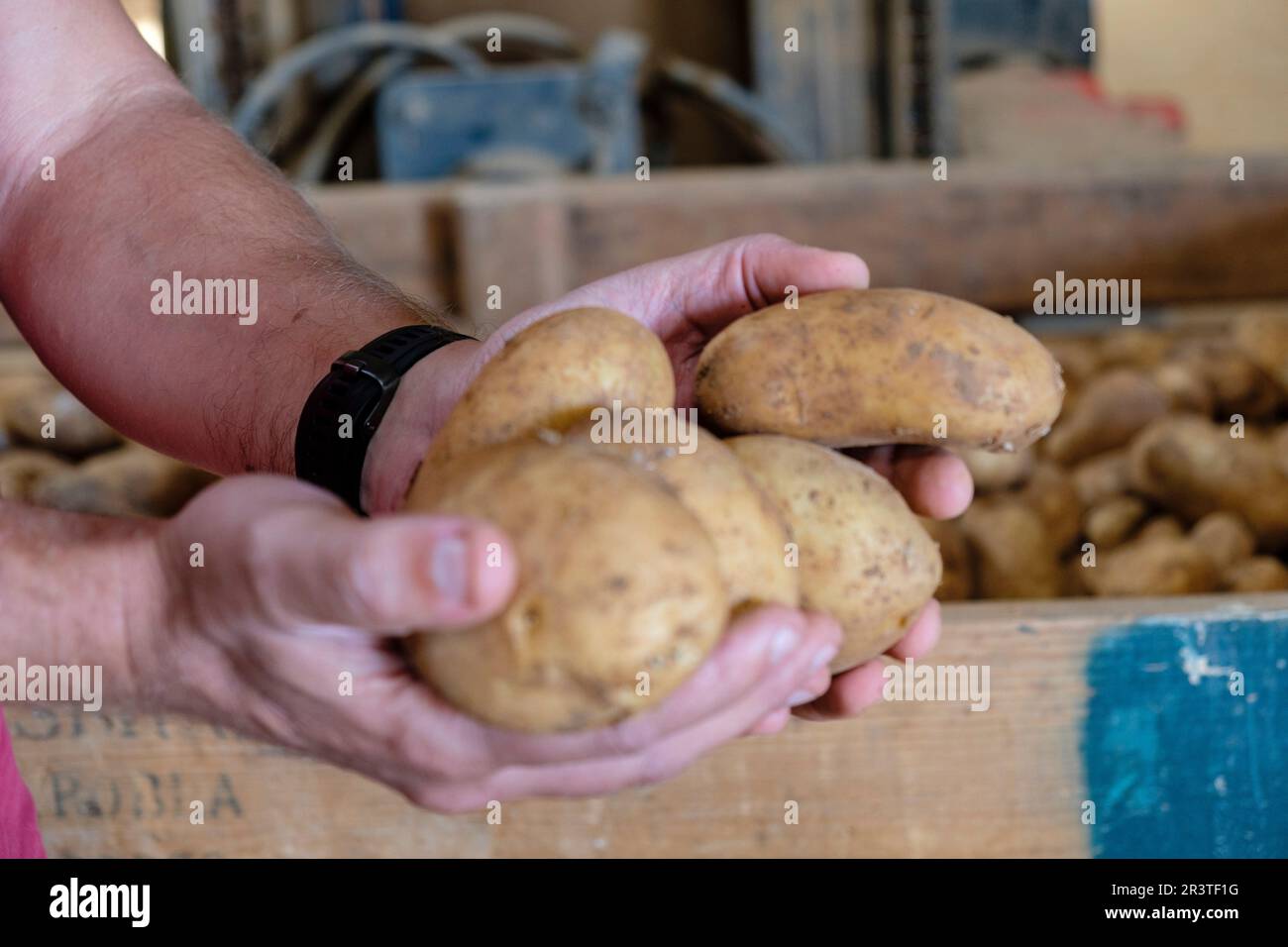 Potato production Stock Photo
