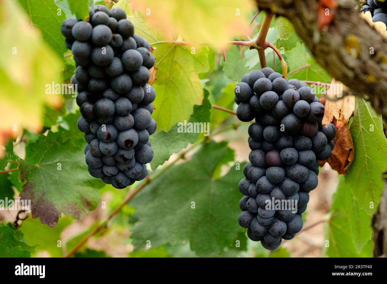 Family of vita ceas hi-res stock photography and images - Alamy