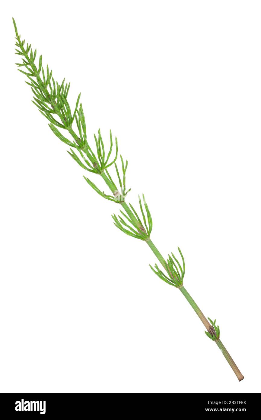 Medicinal plant: Equisetum arvense. Horsetail Stock Photo