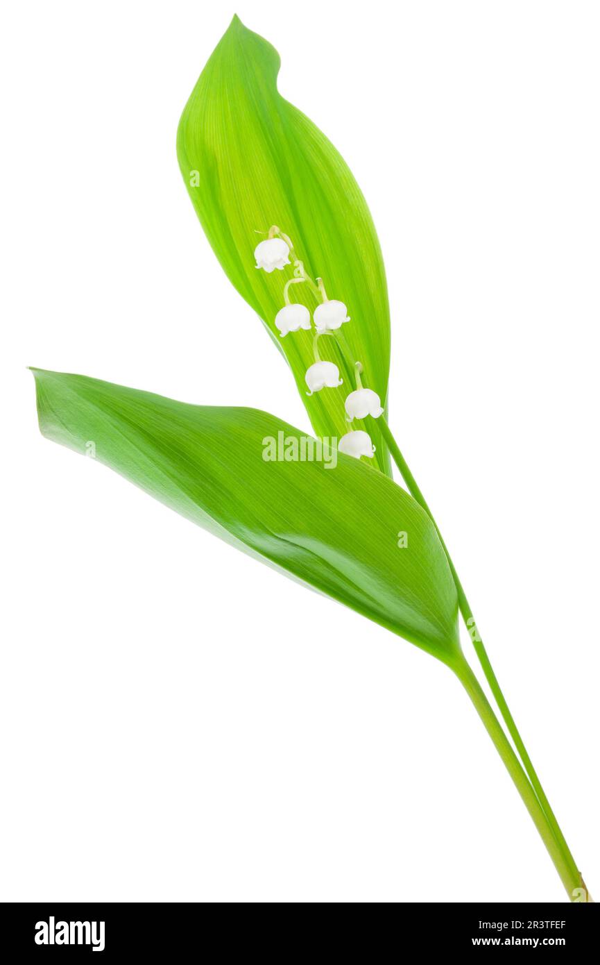 White flowers lilies of the valley Stock Photo - Alamy