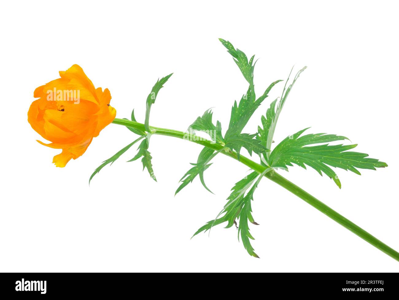 Globeflower on white background Stock Photo Alamy