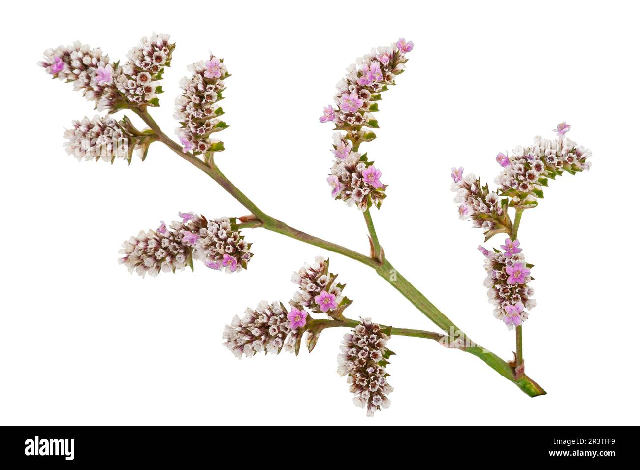 Goniolimon speciosum Stock Photo