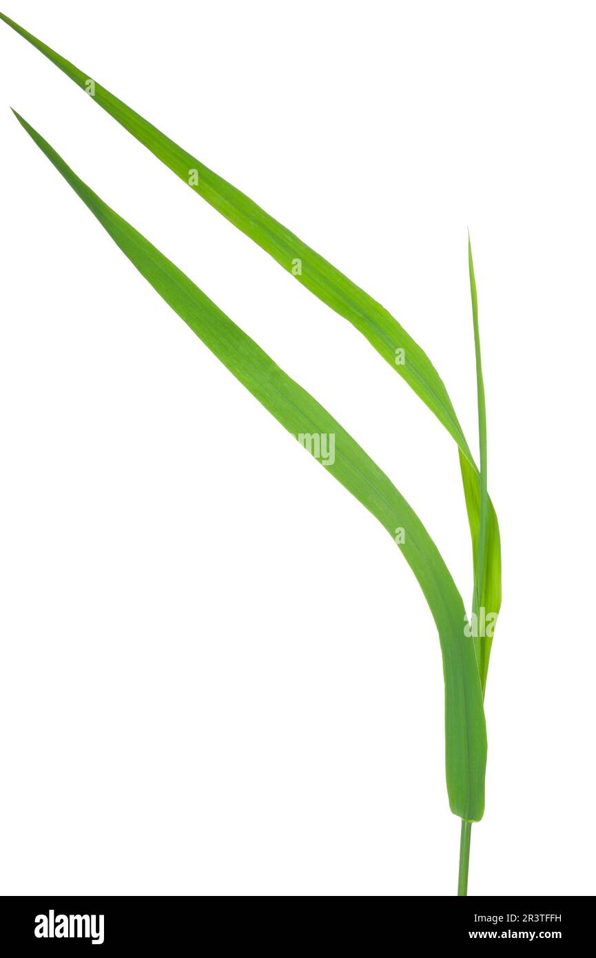 Medicinal plant: Elytrigia repens. Couch-grass Stock Photo