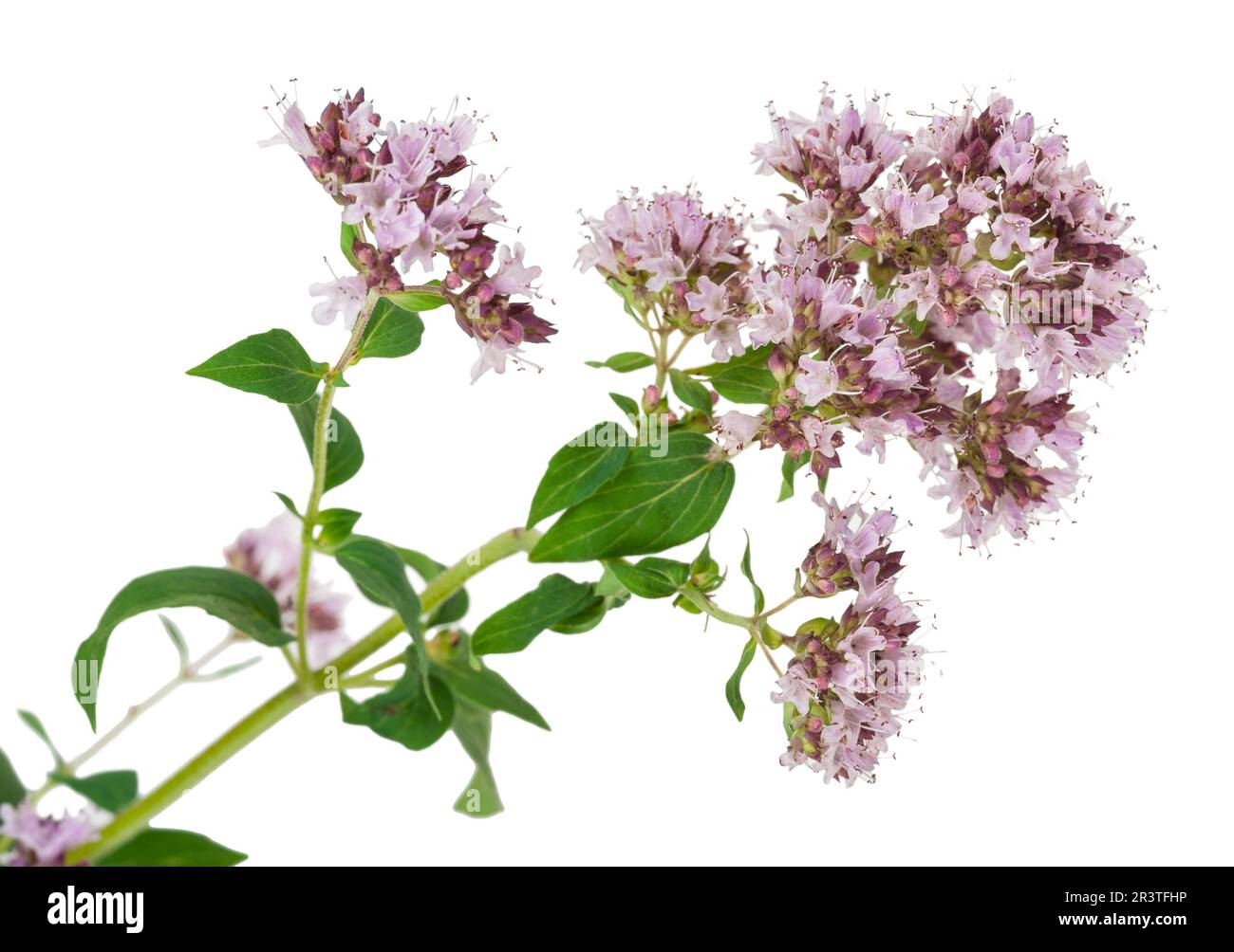 Medicinal plant: Origanum vulgare Stock Photo