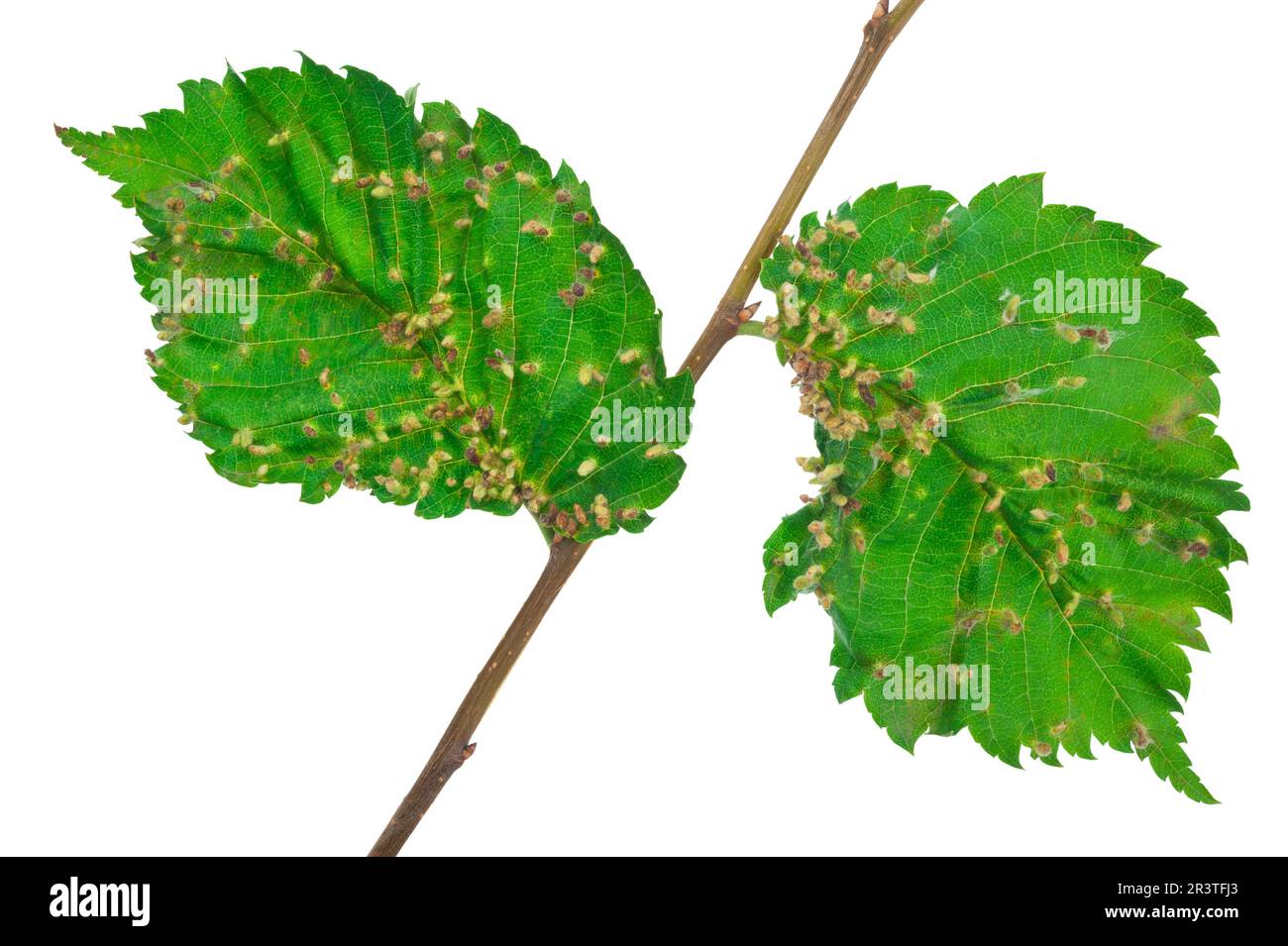 Lime nail gall - Eriophyes tiliae Stock Photo
