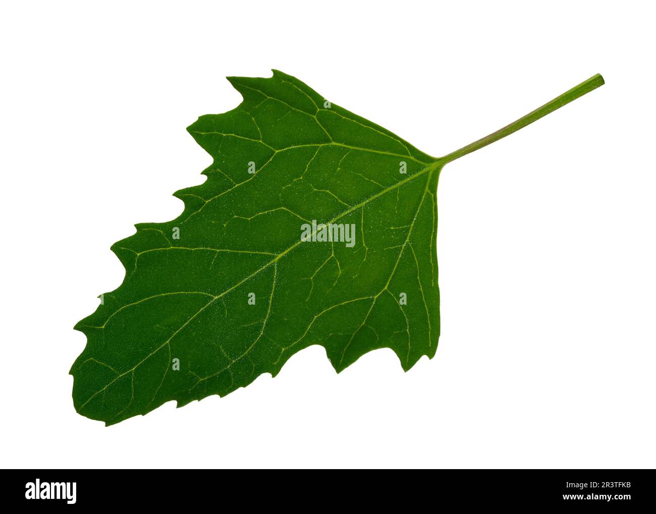 Green leaf of Twoscale saltbush (Atriplex micrantha) Stock Photo