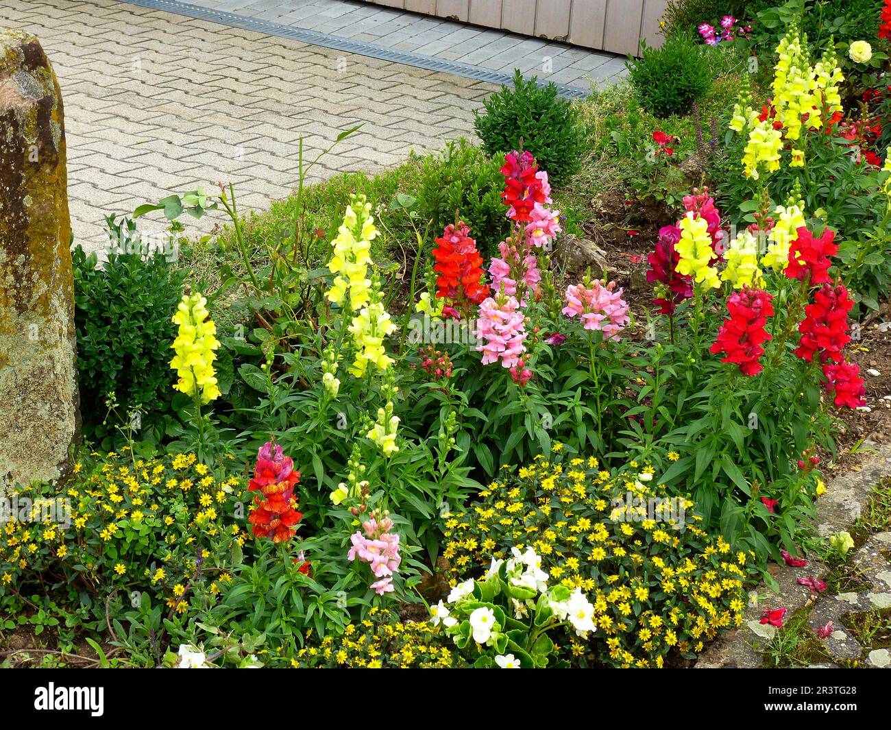 Snapdragon flowering in the front garden, common snapdragon (Antirrhinum majus) Garden Snapdragon Stock Photo