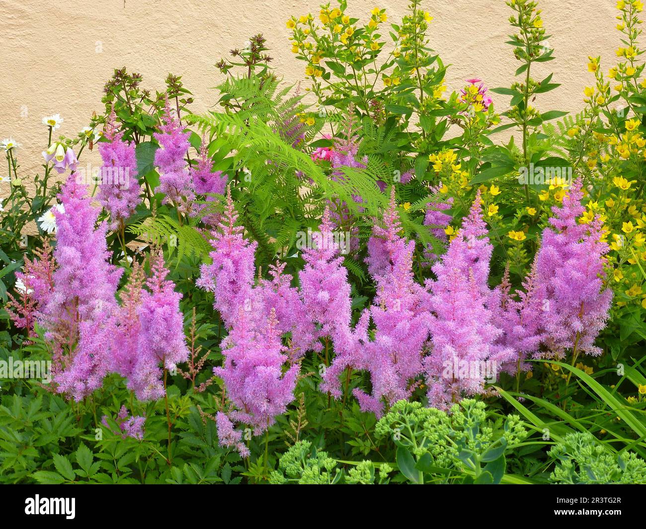 Astilbe flowering in the garden, Prachtspieren (Astilbe) Stock Photo