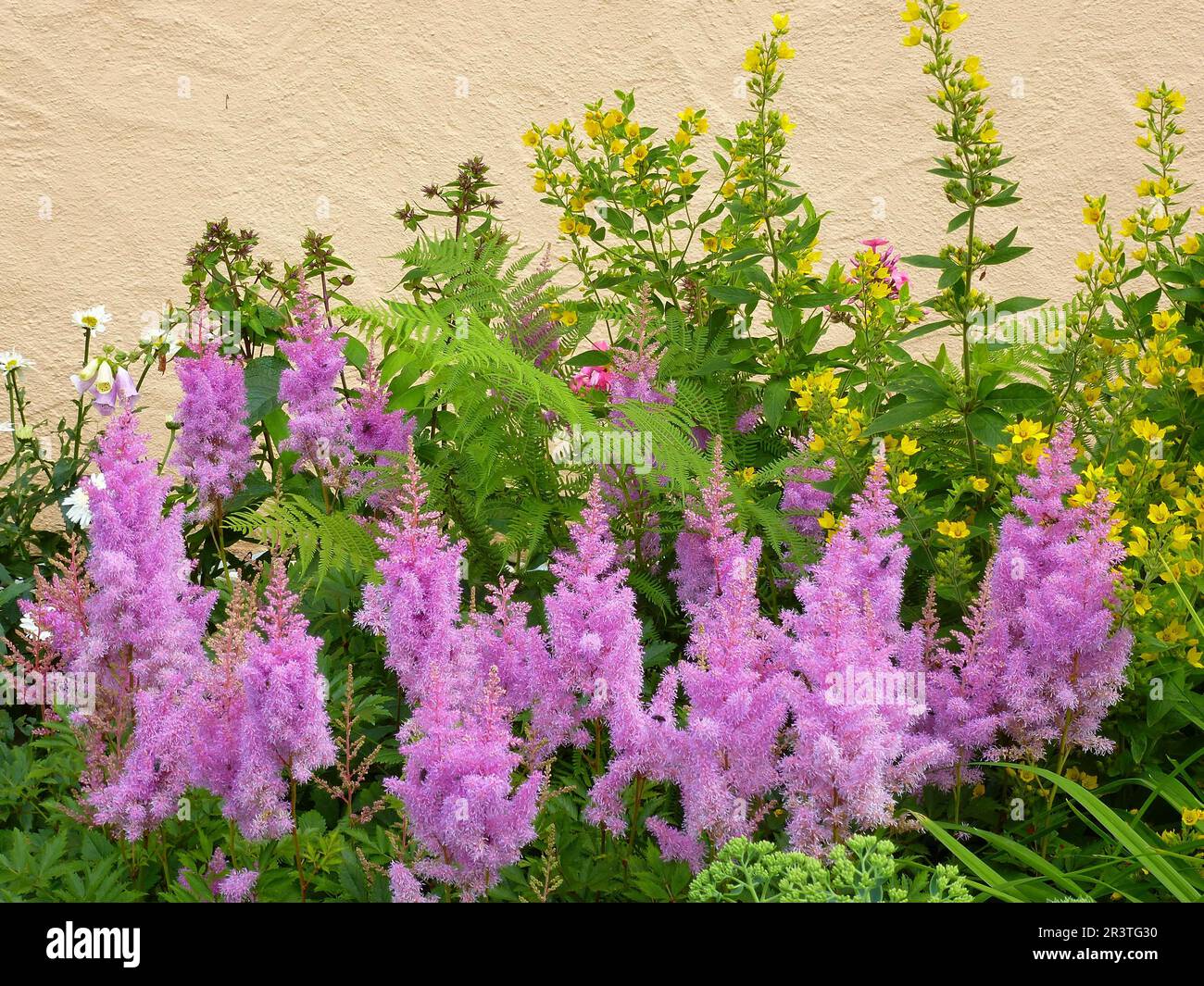 Astilbe flowering in the garden, Prachtspieren (Astilbe) Stock Photo