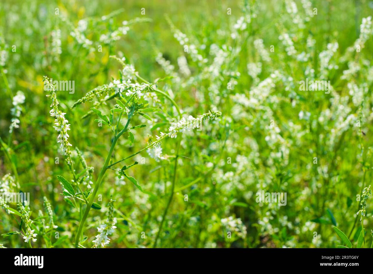 Medicinal plant: White sweet clover Stock Photo