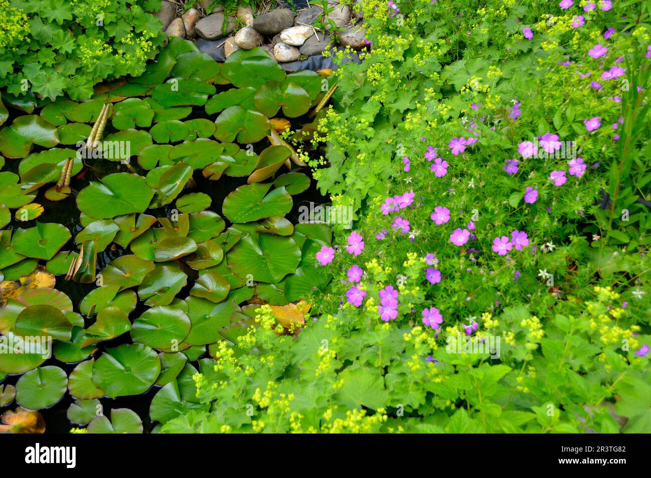 Garden pond, water lily pond in summer, border zone, lady's slipper and cranesbill at the pond, bloody cranesbill (Geranium sanguineum) Stock Photo