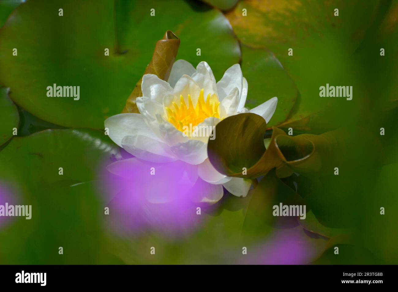 White water lily flowering in pond, single flower Stock Photo - Alamy