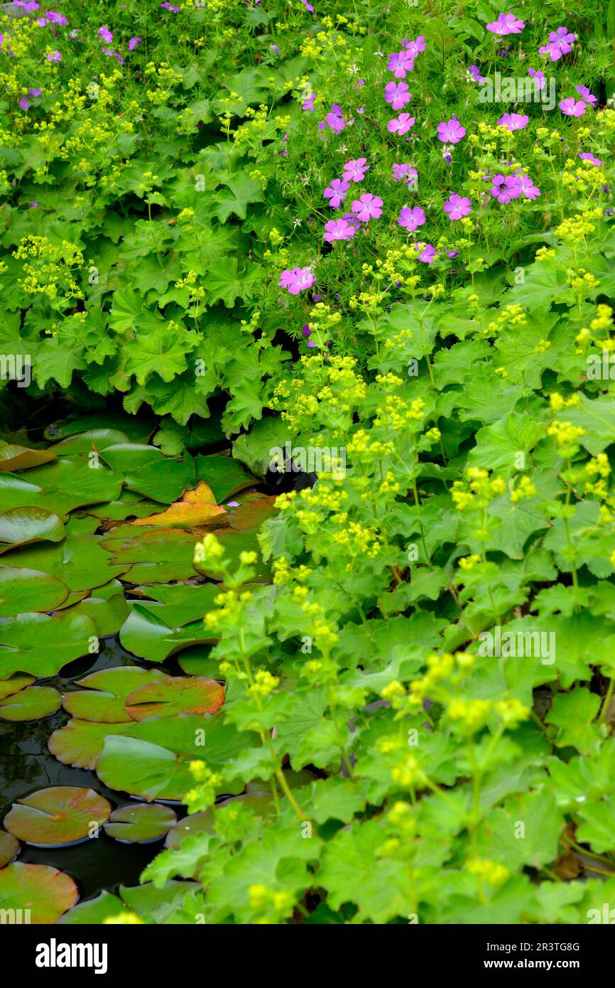 Garden pond, water lily pond in summer, border zone, lady's slipper and cranesbill at the pond, bloody cranesbill (Geranium sanguineum) Stock Photo