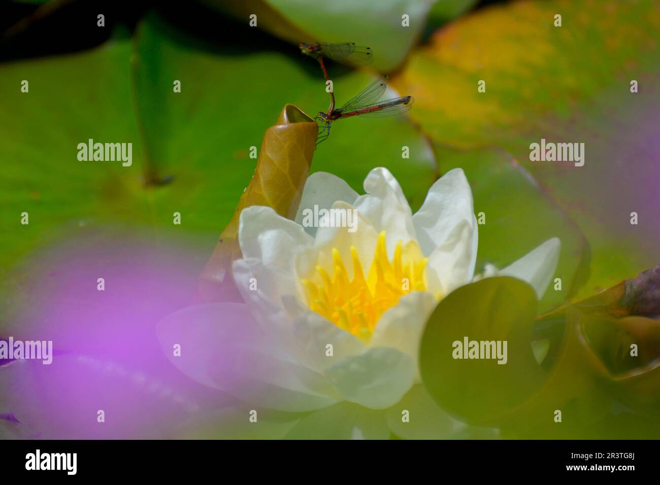 White flower lily isolated hi-res stock photography and images - Alamy