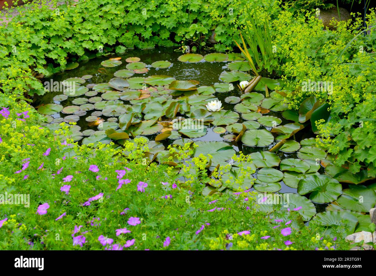 Garden pond, water lily pond in summer, lady's slipper and cranesbill at the pond Stock Photo
