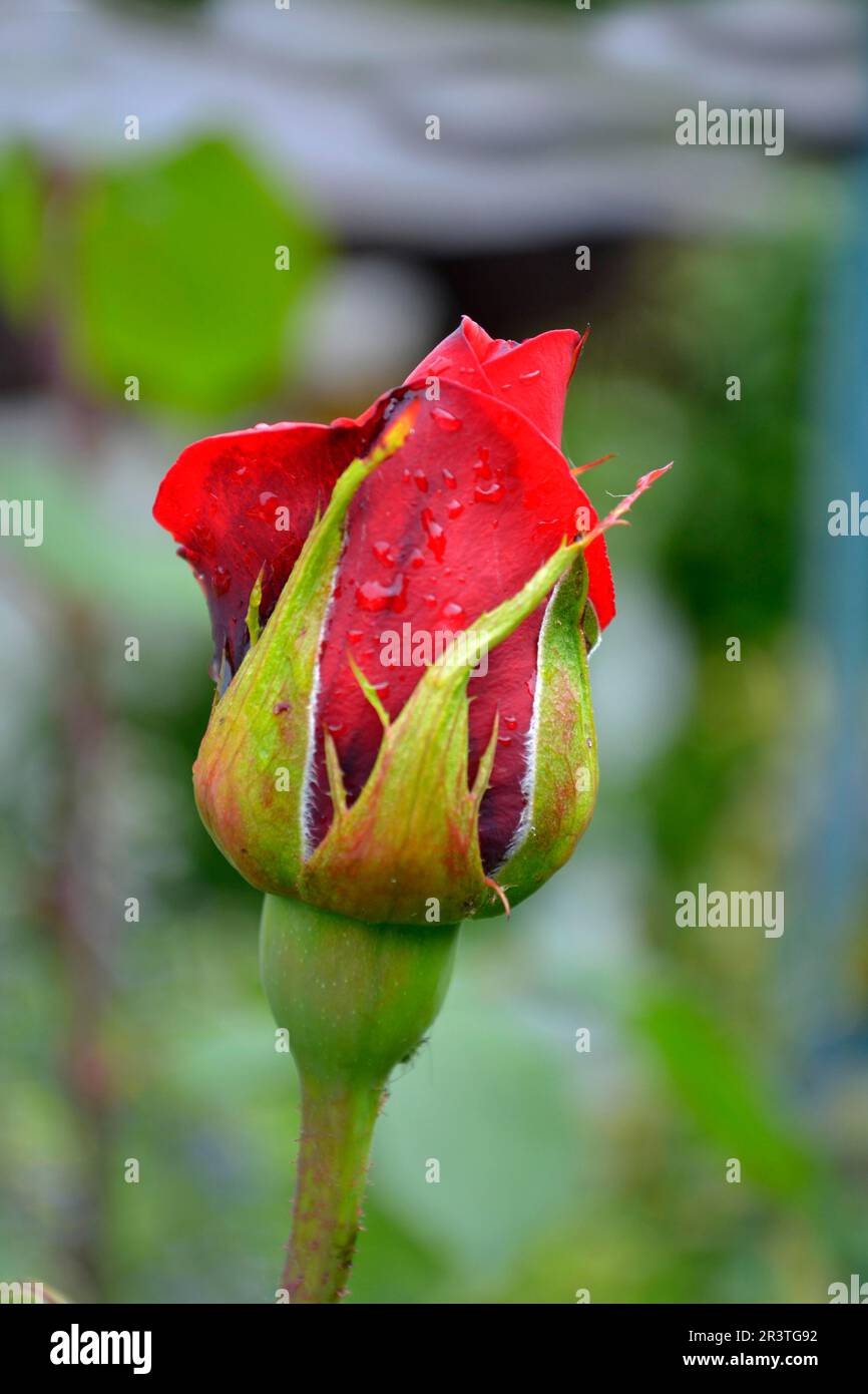 Red shrub rose flowering in the garden, single flower, with water drops