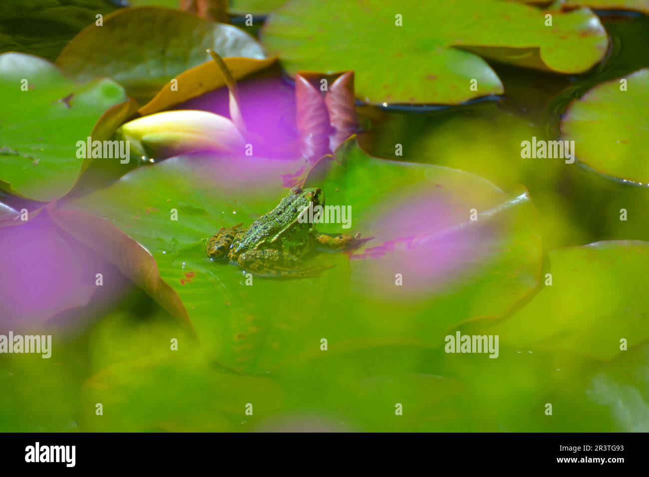 Water frog sitting on lily pad in garden pond Stock Photo