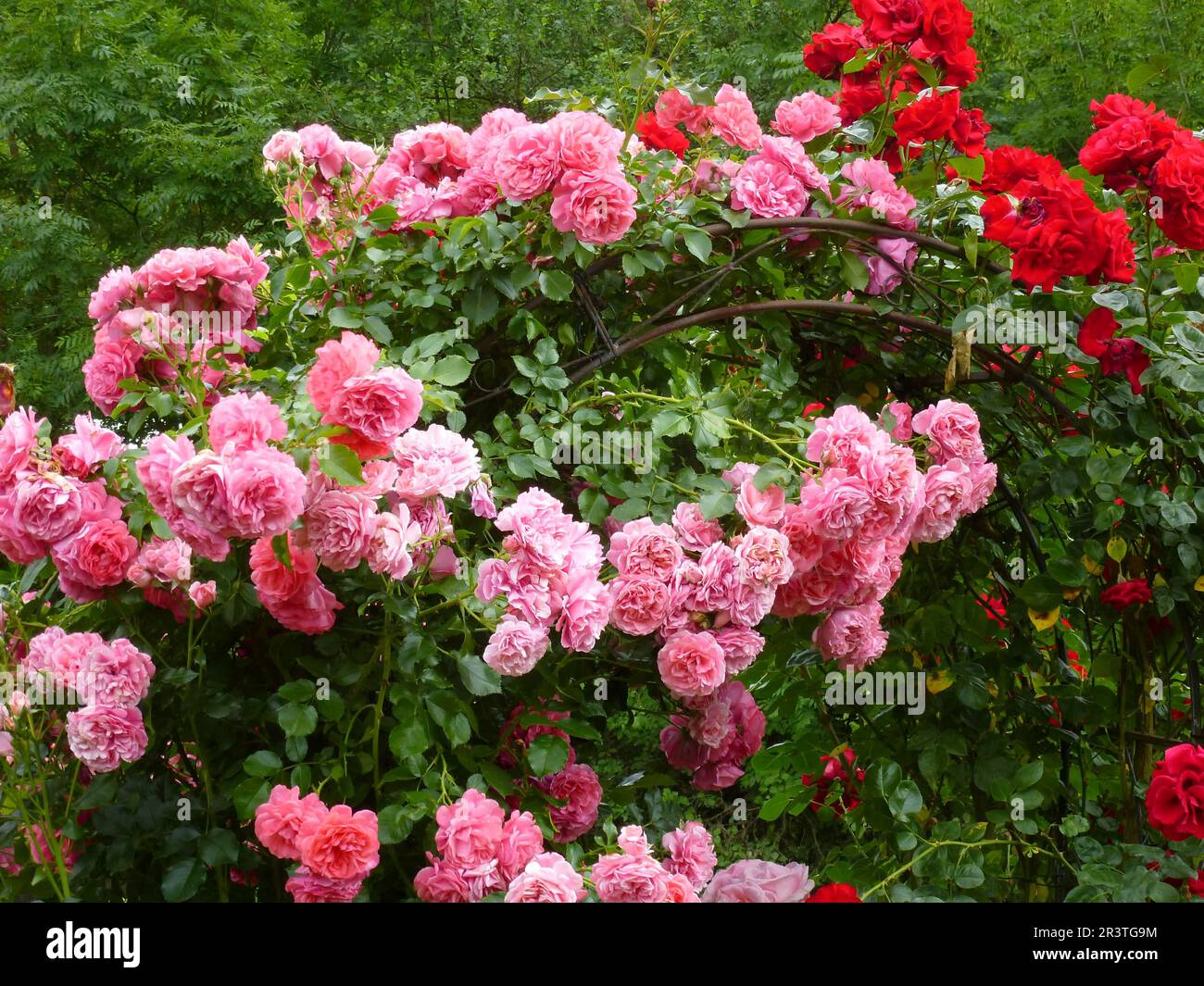 Rose garden arbor hi-res stock photography and images - Alamy